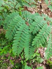 Albizia kalkora