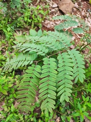 Albizia kalkora