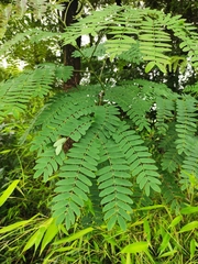Albizia kalkora