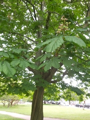 Aesculus hippocastanum