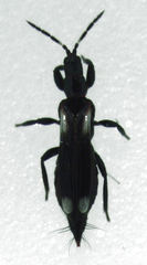 Desmidothrips walkerae