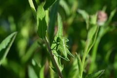 Tettigonia viridissima