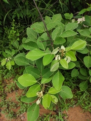 Lespedeza davidii