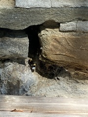 Bombus