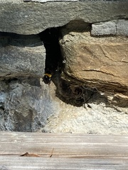 Bombus