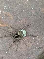 Pardosa