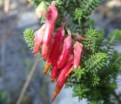 Erica monadelphia