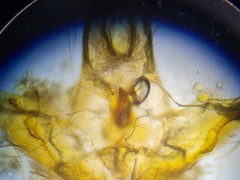 Notocelia trimaculana