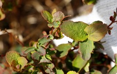 Spiraea beauverdiana