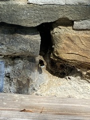 Bombus