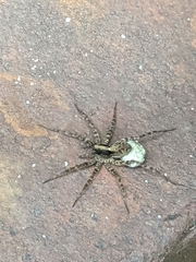 Pardosa