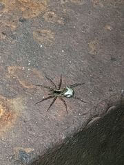 Pardosa