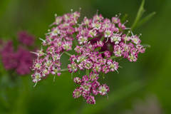 Mutellina purpurea