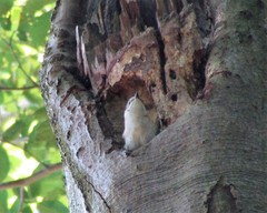 Ficedula hypoleuca