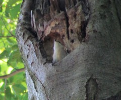 Ficedula hypoleuca