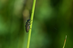 Oedemera nobilis