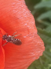 Lasioglossum sexnotatum