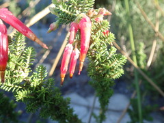 Erica monadelphia