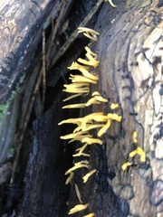 Calocera guepinioides
