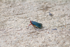 Kalidasa nigromaculata