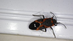 Lygaeus kalmii kalmii