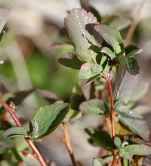 Spiraea beauverdiana