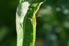 Mangora acalypha