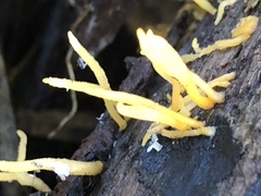 Calocera guepinioides