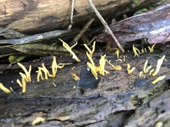Calocera guepinioides