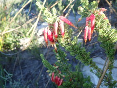Erica monadelphia