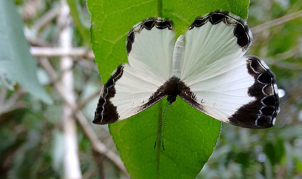 Nymphidium ninias