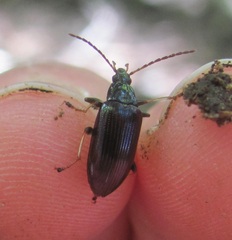 Tanychilus metallicus