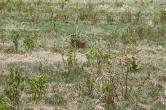 Spiraea beauverdiana