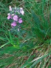 Pedicularis gyroflexa