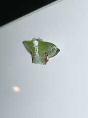 Protuliocnemis partita