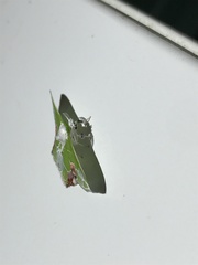 Protuliocnemis partita