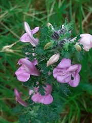 Pedicularis gyroflexa