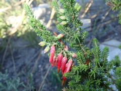 Erica monadelphia