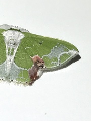 Protuliocnemis partita