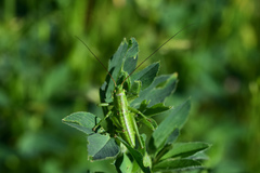 Tettigonia viridissima