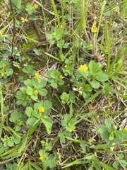 Trifolium dubium