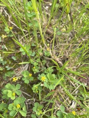 Trifolium dubium