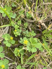 Trifolium dubium
