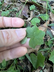 Hydrocotyle acutiloba