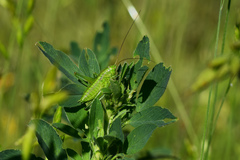 Tettigonia viridissima