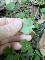 Hydrocotyle acutiloba