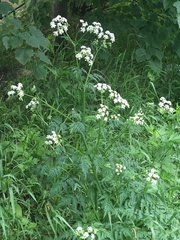 Anthriscus sylvestris