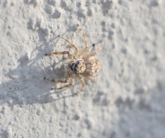 Menemerus semilimbatus