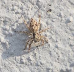 Menemerus semilimbatus