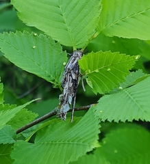 Canephora hirsuta